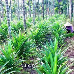 海南香兰叶苗斑斓叶盆栽斑斓叶粉班兰叶粉植物小吃斑兰绿植吊兰