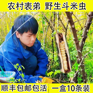 【斗米虫野生】斗米虫野生品牌,价格 - 阿里巴巴