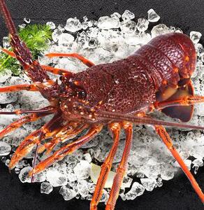 澳龙小崽约半斤一只鲜活水产同城食用沈阳同城海鲜送礼澳洲龙虾小