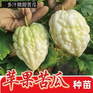 台湾苹果苦瓜秧苗白玉苦瓜种子绿长苦瓜籽可生吃脆甜微苦蔬菜幼苗
