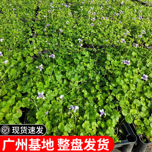 熊猫堇盆栽花卉多年生草本花园石缝庭院地被植物宿根耐热花苗广州