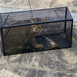 猫抓捕笼全自动抓猫神器捕猫器抓猫笼野外救助流浪猫野猫抓捕笼子