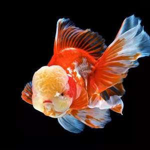 百褶泰狮金鱼观赏鱼精品f1活体黑泰狮红白招财冷水鱼好养鱼场直发