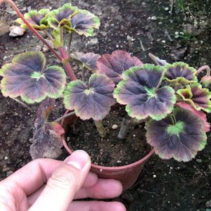 焦糖 彩叶天竺葵 直立天竺葵 重彩金 万花筒 阳台庭院美化