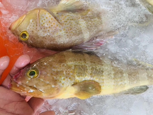 东山岛海鲜海钓新鲜鲜活大小石斑鱼石翁鱼红斑鱼