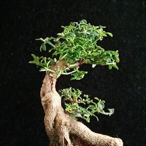 龙爪迎春盆景一物一拍米叶迎春微型盆景小精品办公室摆件绿植盆栽