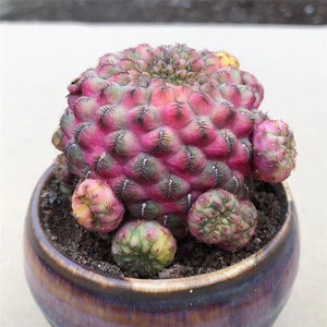 红丽丸锦稀有植物仙人球程程柱仙人掌办公室防辐射绿植小盆栽