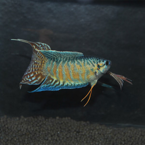 中国斗鱼蓝叉鱼苗冷水小型观赏鱼不用打氧鱼简单好养招财凶猛鱼