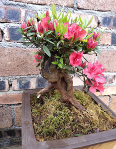 国旗红映山红小老桩盆景熟桩小干枝盆栽树桩提根地栽杜鹃花绿植17