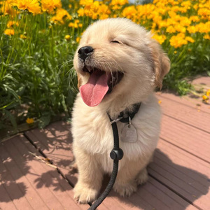 金毛幼犬纯种大骨架家养宠物狗狗幼崽金毛寻回犬活体血统cku认证