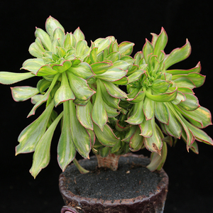 90萌兔大宝淘宝黄中斑缀化法师多头群生老桩一物一拍绿植盆栽花卉