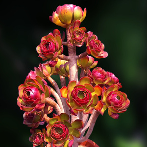 三色法师一物一拍精品老桩树状玫瑰多肉植物趣味直播基地向阳派
