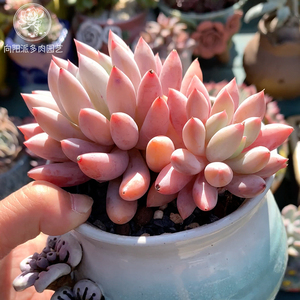 所罗门一物一拍热门网红多肉植物直播大群老桩精品花卉绿植向阳派