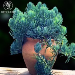 多肉植物铁甲麒麟韩国进口老桩象牙宫大块根稀有多肉铁甲丸19人付款