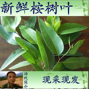 【大叶桉叶】大叶桉叶品牌,价格 - 阿里巴巴