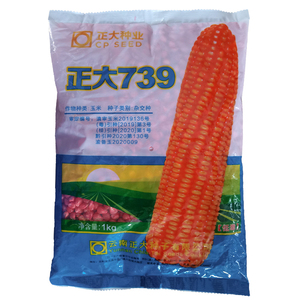 精品玉米种壮玉808正大739抗倒伏高产伺料玉米种子大棒高产抗病杂