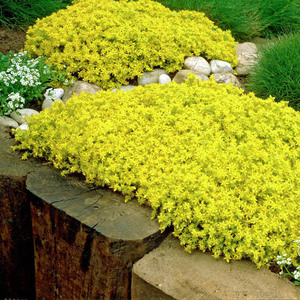 花无缺的花园黄金佛甲草庭院屋顶绿化草耐旱多年生地被植物盆栽苗