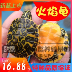 外塘火焰龟精品宽纹红腹观赏小乌龟苗黄腹深水龟红黄纯底火焰龟蛋