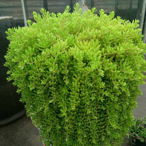 见土就活垂盆草