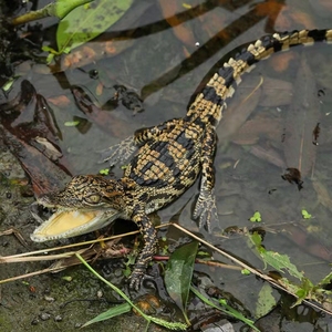 宠物鳄鱼苗30-40活体小鳄鱼幼苗活体宠物家养活的大鳄鱼两栖动物