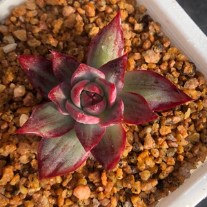 新上惊鸿仙子卡西乌斯锦 多肉 精品 一物一拍 多肉小花匠一号店