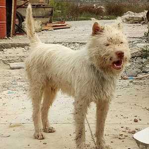 下司犬纯种虎头贵州