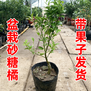 砂糖橘丑橘柑橘树苗盆栽带果带土室内阳台南方北方种植砂糖桔树苗