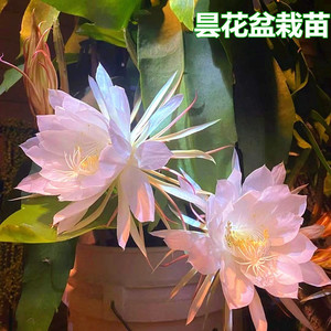 昙花盆栽室内阳台植物昙花苗食用昙花一现绿植花卉令箭荷花带花苞