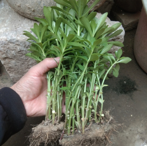 养心菜种苗 养心菜苗子 救心菜苗子植物高钙菜阳台盆栽特色保健菜