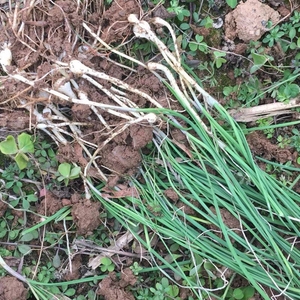 现挖新鲜野葱野蒜沙葱桂林野菜新鲜时令野生蕨菜包邮