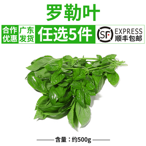 新鲜泰国甜罗勒叶食用 泰国香料罗勒叶500g西餐食材青酱非九层塔