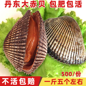 丹东大赤贝野生鲜活海鲜毛蛤蜊血蛤毛蚶毛蛤新鲜贝类生吃刺身水产