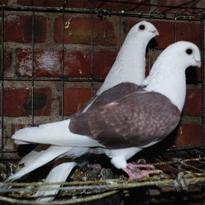 芙蓉鸽子活体 观赏鸽宠物鸽马甲芙蓉鸽 黄色紫色黑色 白色 包邮