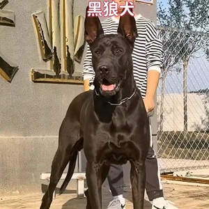 黑狼犬幼犬纯种中华墨界大型黑狼犬活体纯黑色狼狗幼崽军犬看家犬