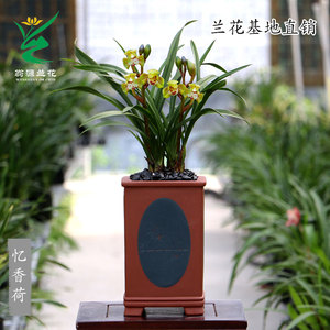 翁源兰花苗建兰草铭品忆香荷瓣浓香室内阳台防辐射绿植花卉盆栽景