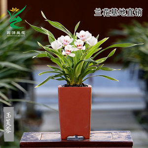 翁源兰花苗金边矮种四季建兰玉芙蓉浓香好养室内办公绿植花卉盆栽