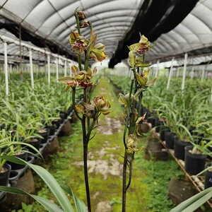 翁源兰花高端墨兰十大奇花国香牡丹带花浓香好养室内绿植花卉盆栽