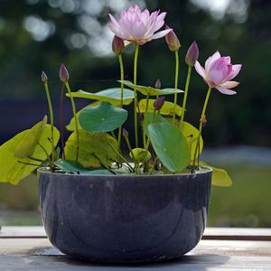 水培植物专用盆养荷花睡莲的专用缸莲花盆缸水缸水莲花花盆花缸大