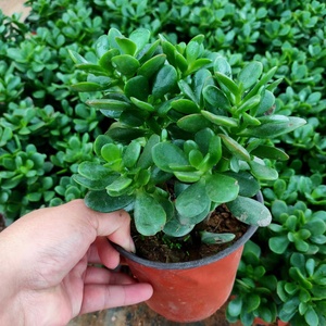 小叶玉树继红花月米叶玉树盆栽室内好养耐阴花卉绿植植物