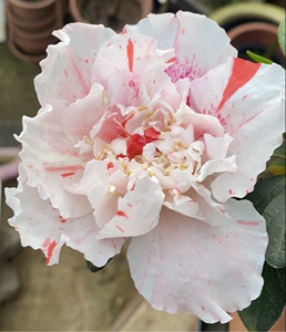 【五彩牡丹杜鹃花】五宝珠系列 独头嫁接 带花发货 错品包退