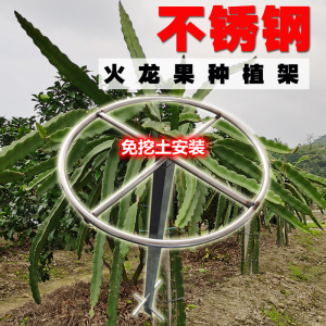 免挖土火龙果支架火龙果种植架家用户外支撑架盆栽地栽顶圈包邮
