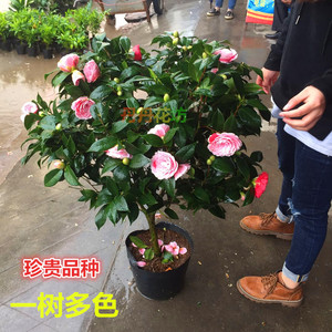 珍贵品种山茶花树苗绿植盆栽十八学士七仙女正黄旗黑魔法五色赤丹