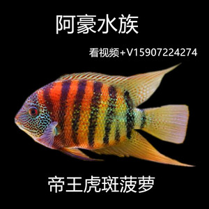进口精品帝王虎斑菠萝鱼活体热带淡水虎鱼龙鱼中层高端配鱼观赏鱼