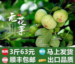 青皮新鲜无花果 3斤顺丰包邮 现摘现发精品大果 孕妇下奶水果