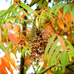 高产漆树种子  原生油漆树种子 列加氏金 大小野生木漆树种子
