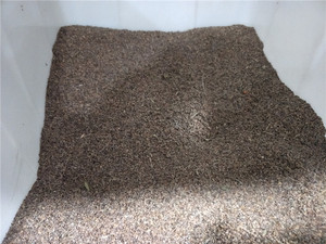 优质中药材夜关门 截叶铁扫帚种子绢毛胡枝子中草药截叶胡枝子