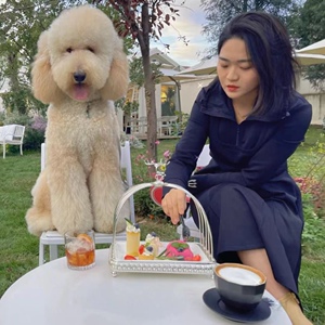 巨型泰迪犬贵妇