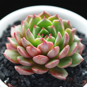 奥维利亚多肉植物群生老桩包邮组合盆栽办公桌面防辐射绿植花卉