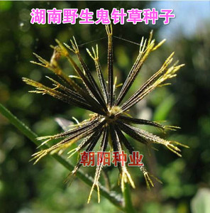 湖南野生三叶鬼针草种子粘人草豆渣菜盲肠草种子 鬼针草苗