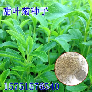 甜叶菊种子甜菊香草种子 甜菊叶花草茶 阳台花卉种子原生纯种